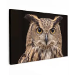 Oehoe - Uil - Portret - Bruin canvas 2cm klein -z3d