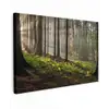 Zon - Takken - Bomen - Bos - Natuur canvas 2cm klein -z3d