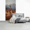 Giraffen - Hoog gras - Acaciabomen fotobehang vinyl groot -slaapkamer
