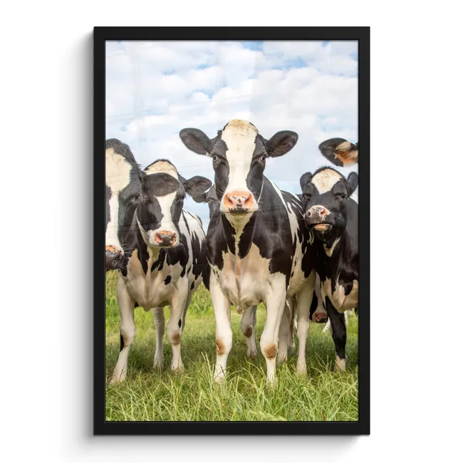 Photo Frame - Cows - Pasture - Animals - Nature - Grass