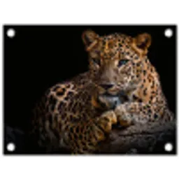 Wilde dieren - Panter - Portret - Zwart - Dieren tuinposter los doek klein -3d