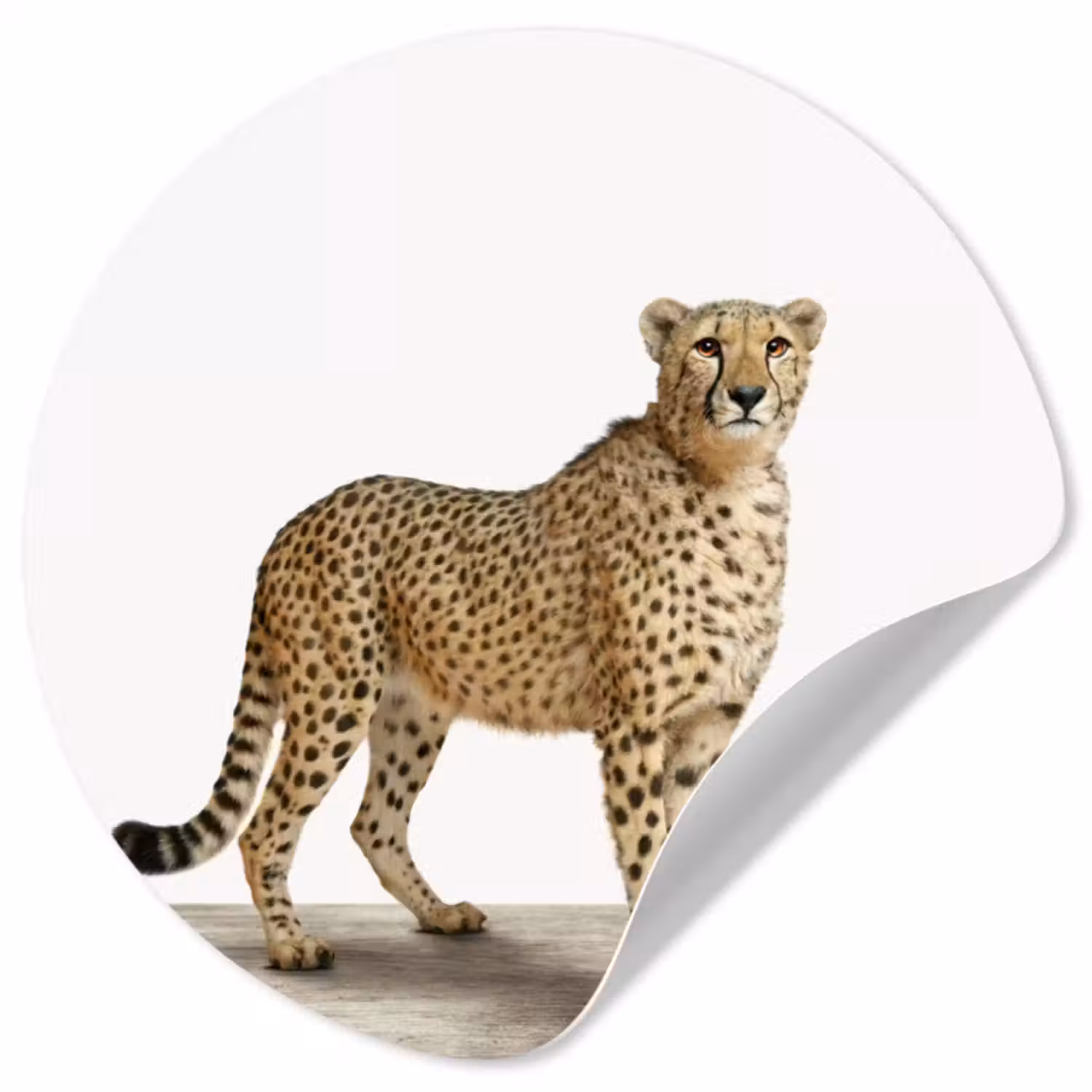 Behangcirkel - Luipaard - Dieren - Witte achtergrond - Kinderen - Jongens - Meisjes