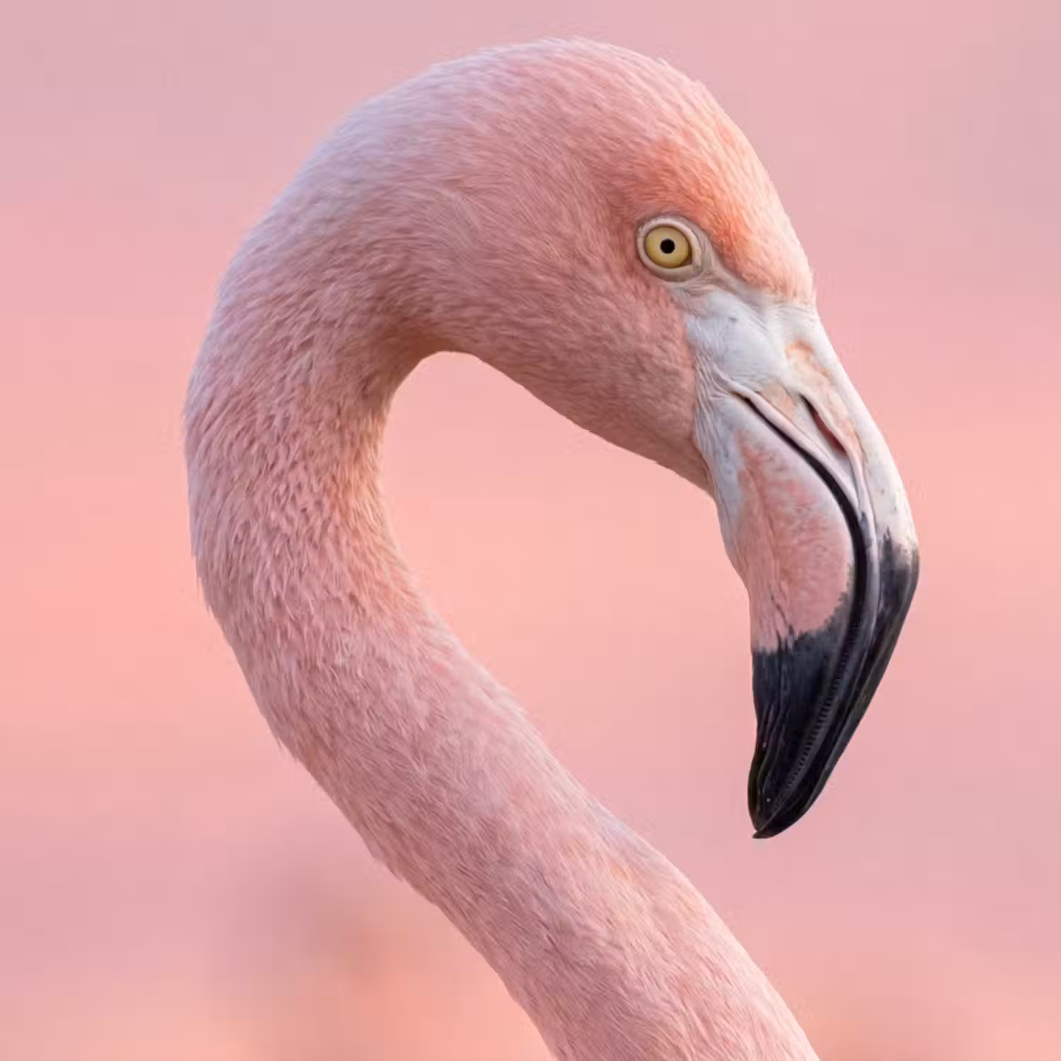 Tapete - Flamingo - Porträt - Rosa