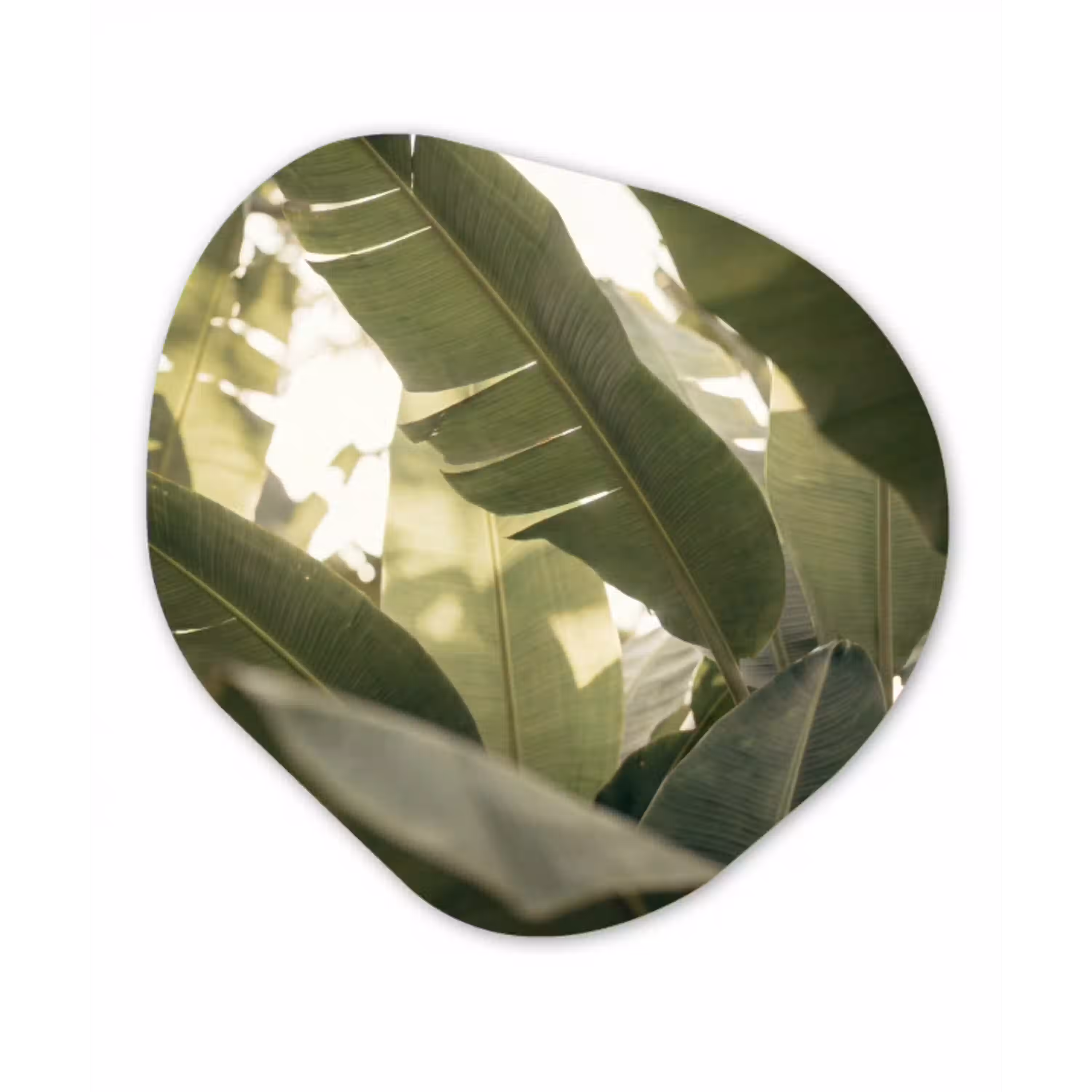 Natuur - Bladeren - Groen - Tropisch - Detail Wandcirkel Organisch Aluminium middel -3d
