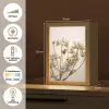 Droogbloemen - Beige - Wit - Planten Light Box met kabel (Tafellamp) klein -USP_NL