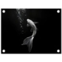 Koi - Vis - Wit - Zwart tuinposter los doek klein -3d