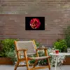 Bloem - Roos - Rood - Zwart Tuinposter op houten frame 2 cm dik klein -sfeer3