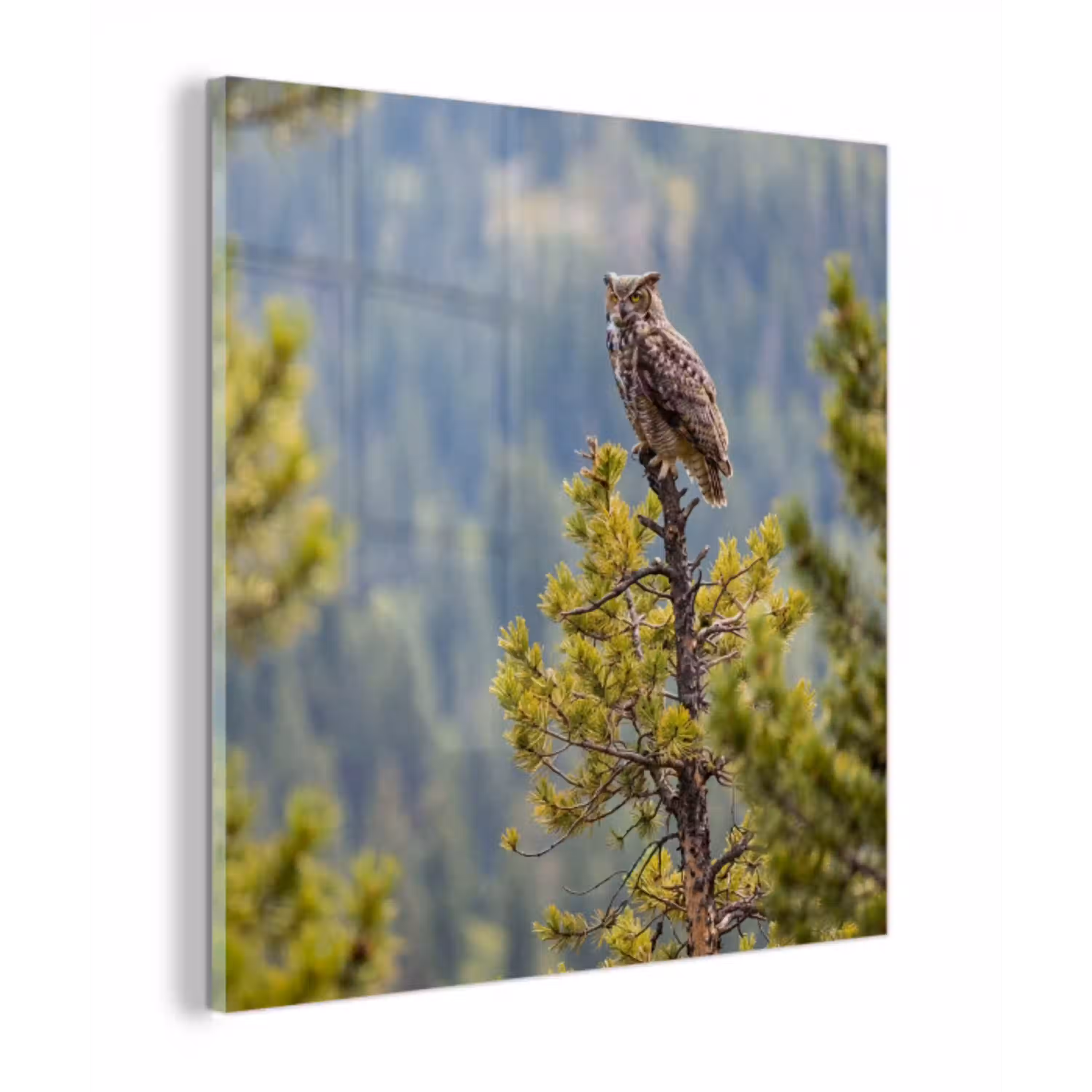Uil - Oehoe - Bomen - Natuur plexiglas 5mm klein -z3d