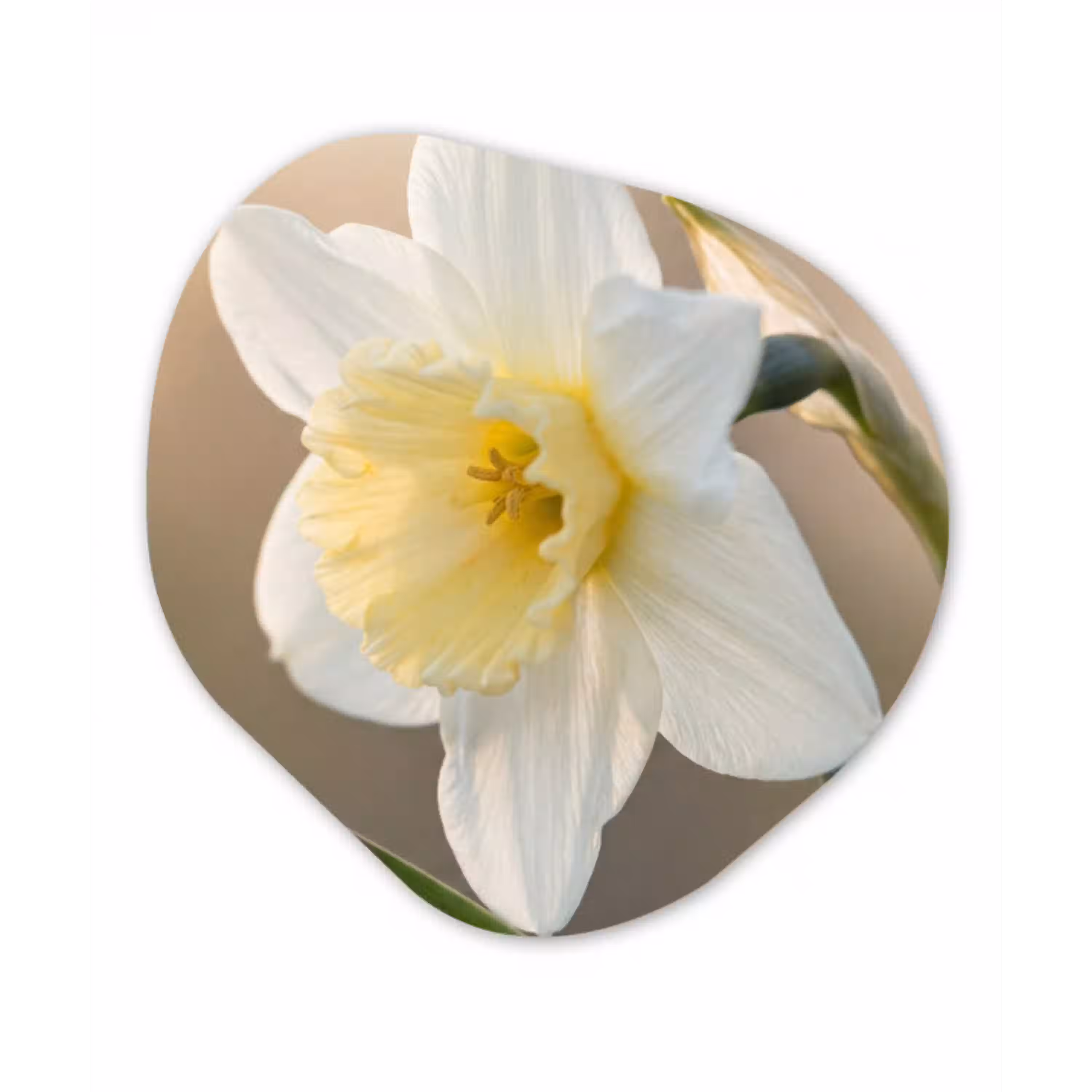 Narcis - Bloem - Minimalistisch Wandcirkel Organisch Aluminium middel -3d