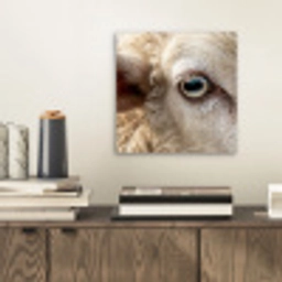 Schaap - Oog - Wit aluminium wit klein -sfeer1