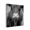 Schotse hooglander - Koe - Zwart - Wit - Dieren aluminium wit klein -3d