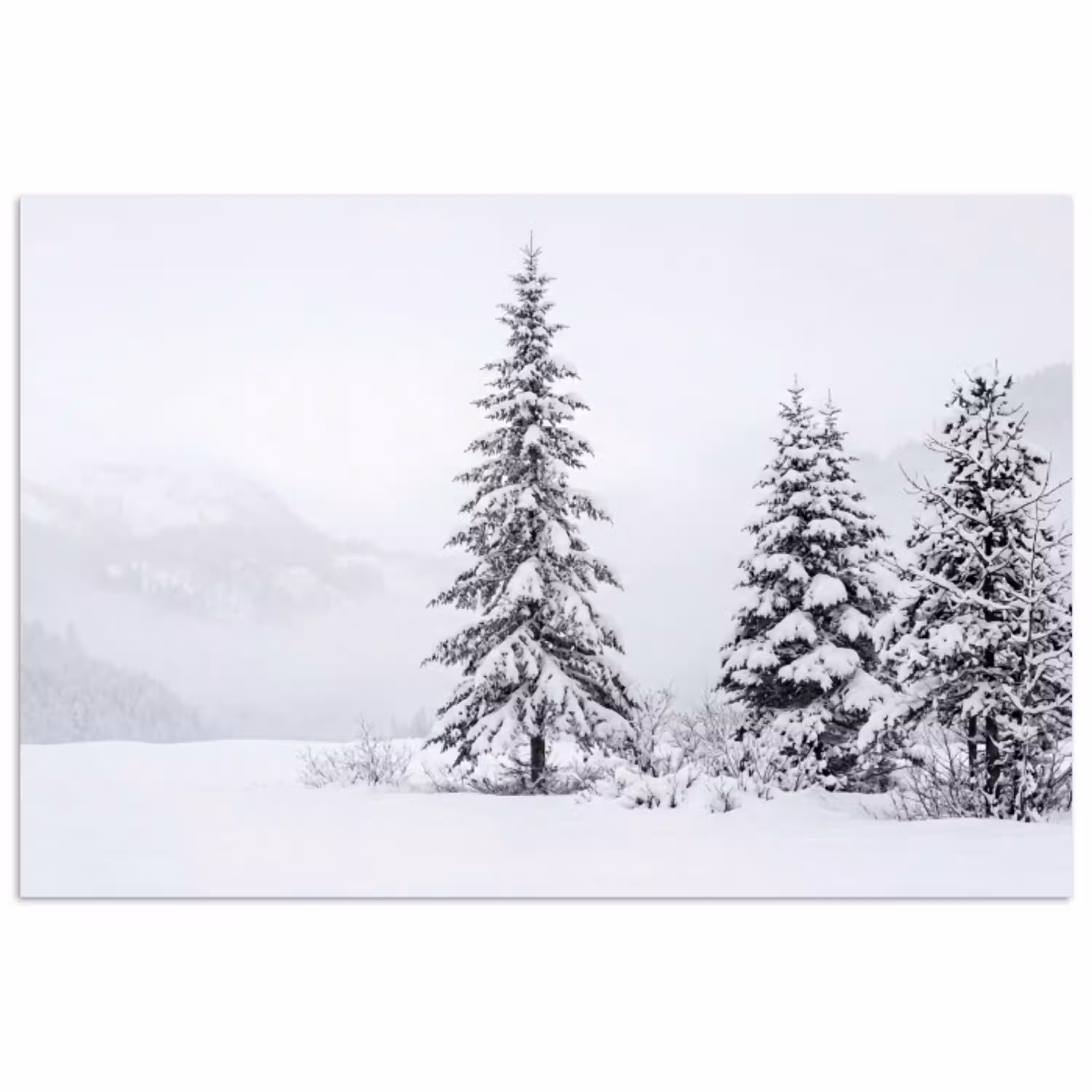 Fijnsparren - Sneeuw - Winter - Landschap - Stilte poster papier klein -3d