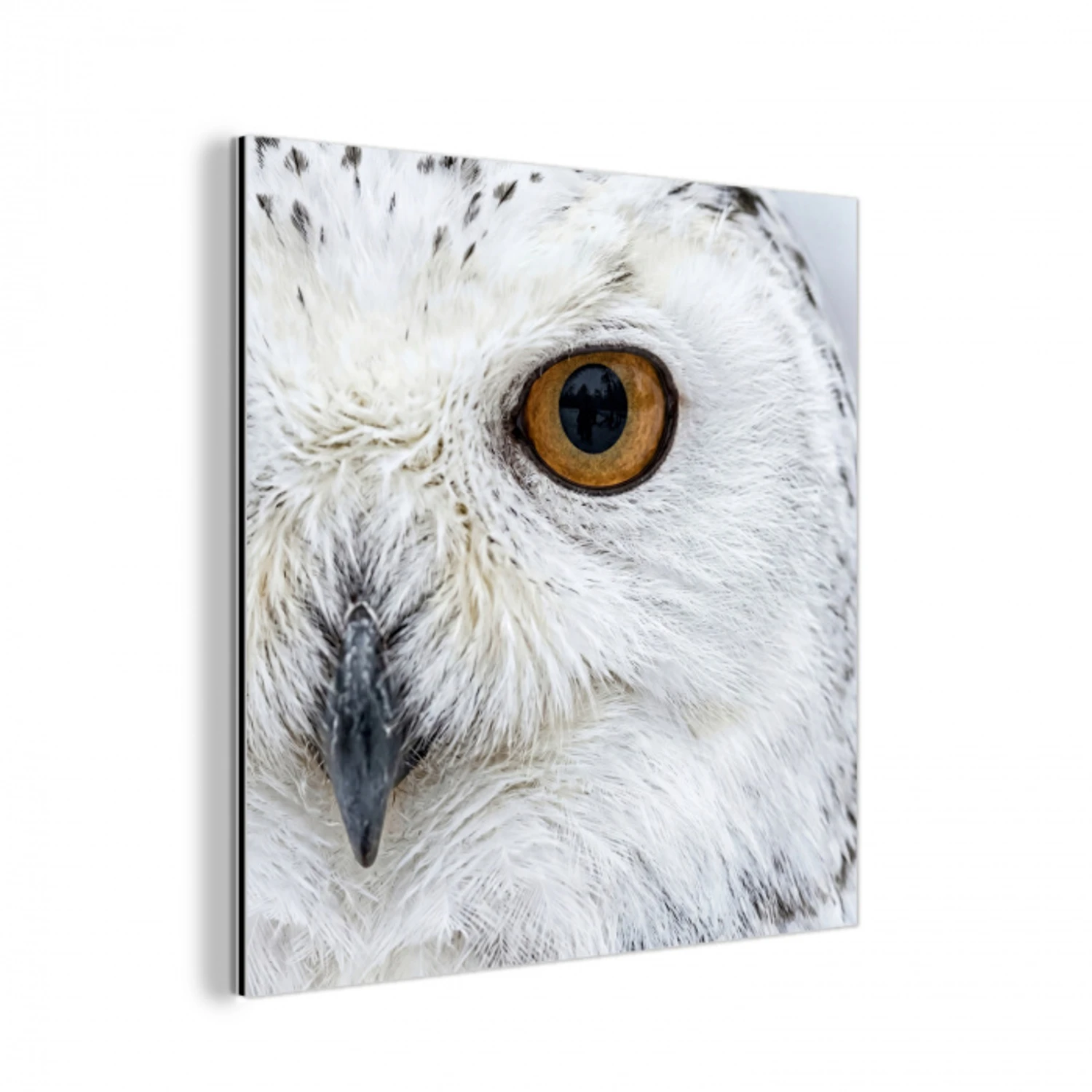 Sneeuwuil - Oog - Wildlife - Wit aluminium wit klein -3d