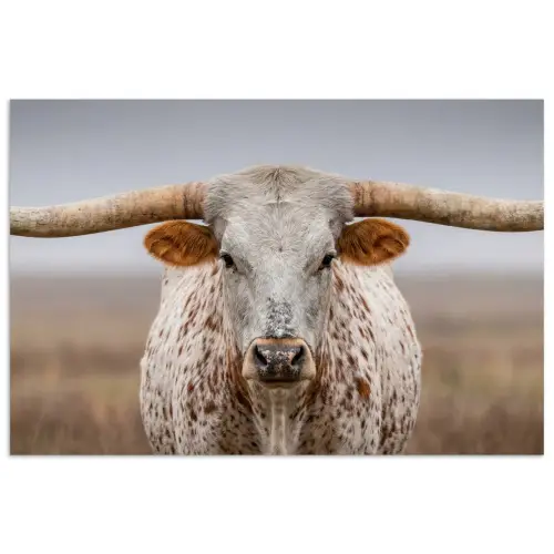 Longhorn - Grasveld - Dier poster papier klein -3d