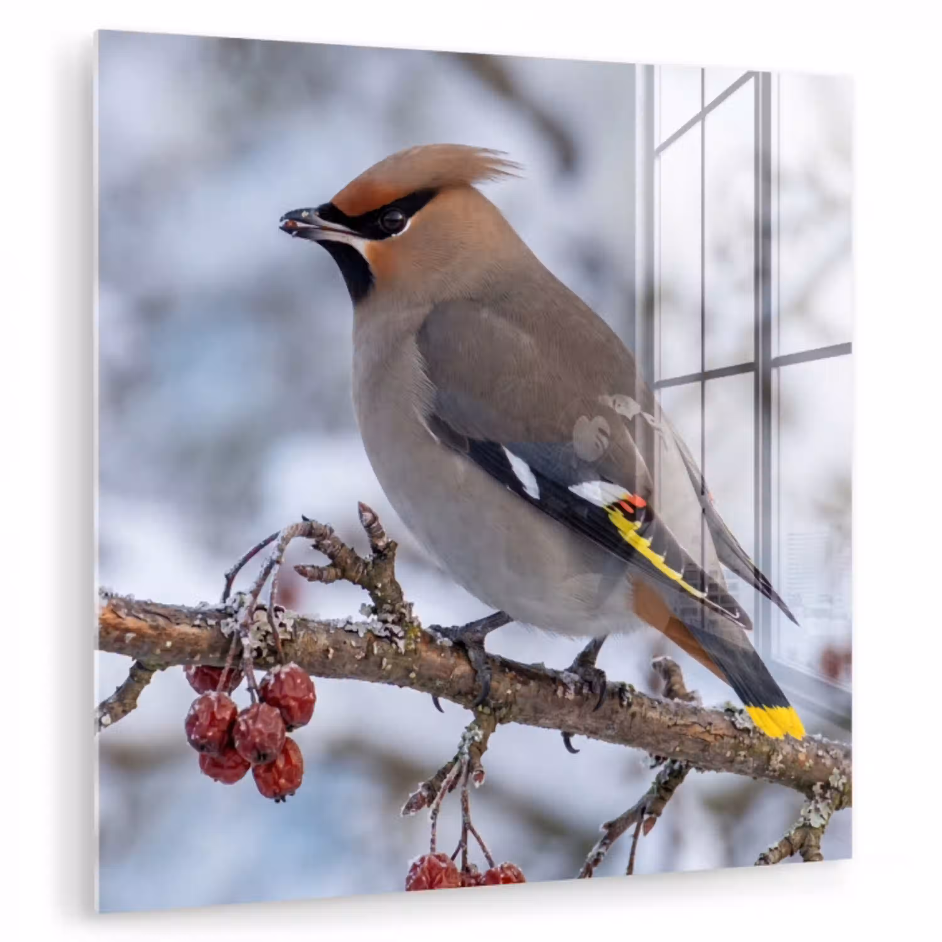 Pestvogel - Bessen - Winter - Natuur plexiglas 5mm klein -zzzproduct_nieuw