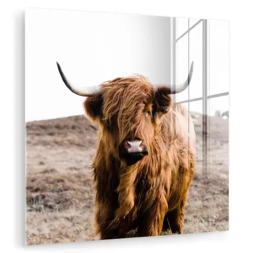 Schotse hooglander - Landschap - Koe - Bruin - Dieren - Natuur plexiglas 5mm klein -zzzproduct_nieuw