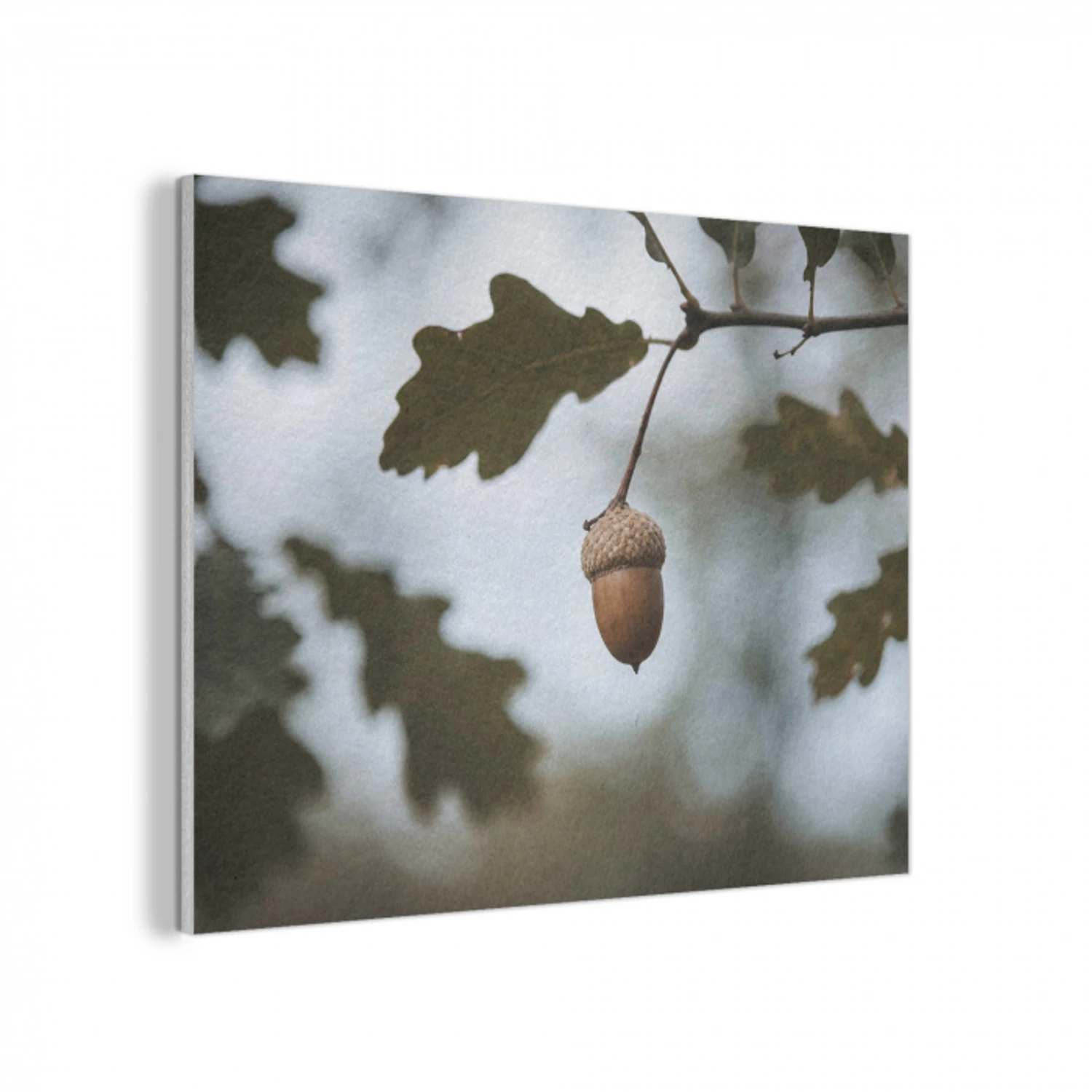 Eikel - Eikenblad - Bos - Herfst - Natuur PET vilt klein -3d