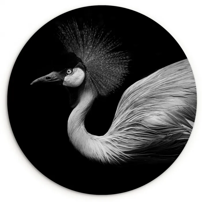 Kraanvogel - Zwart - Wit - Vogel - Dieren Wandcirkel kunststof plaat 5mm dik klein -3d