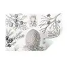Tuinposter zwart wit - Ernst Haeckel - Kunst - Retro - Tuin Muursticker klein -3d