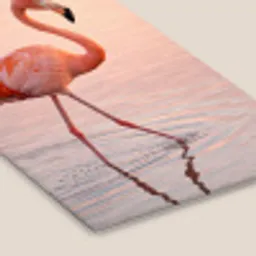Flamingo - Water - Roze fotolijst zwart zonder passe partout klein -zsfeer6