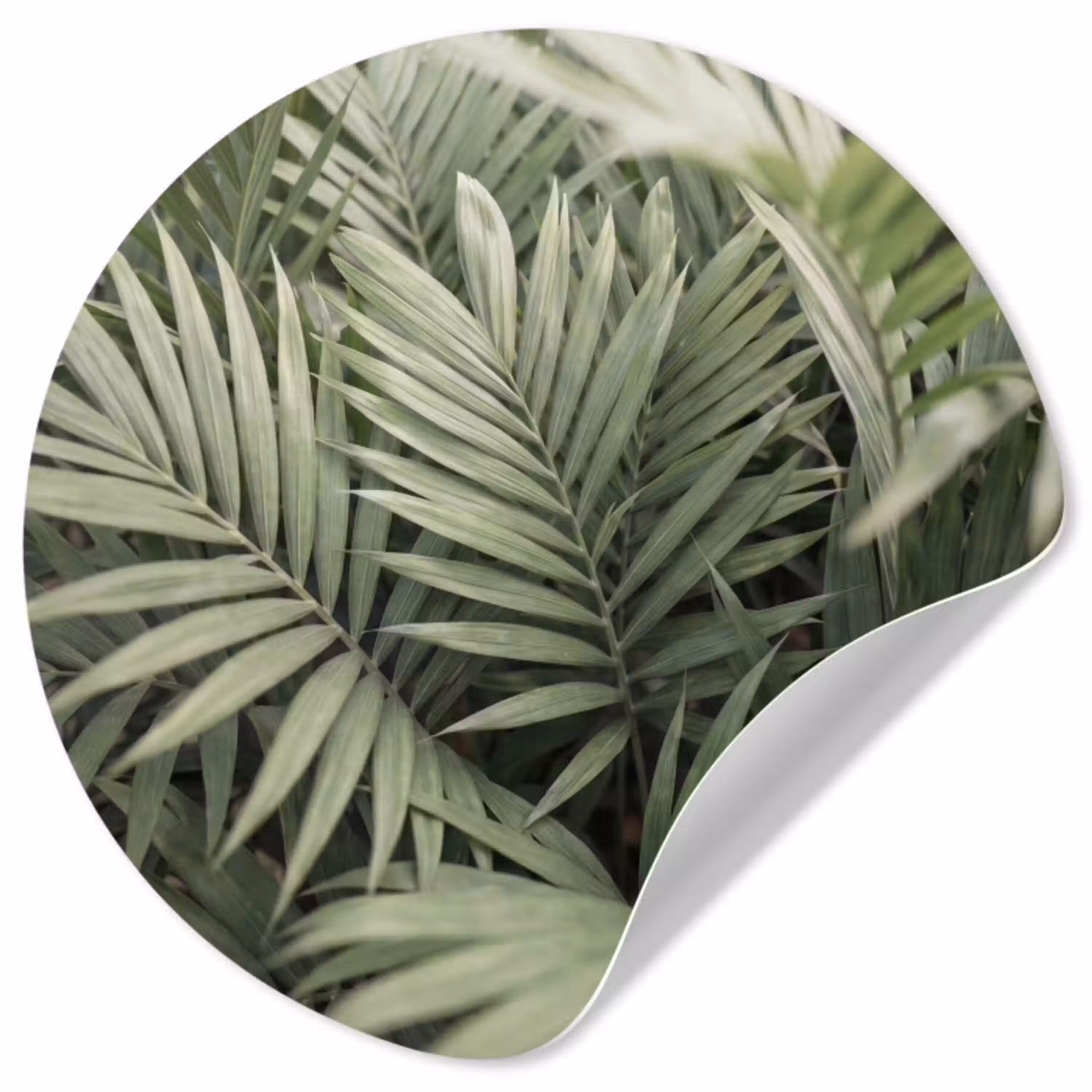 Plant - Palmbladeren - Natuur - Groen Wandcirkel behangsticker klein -3d