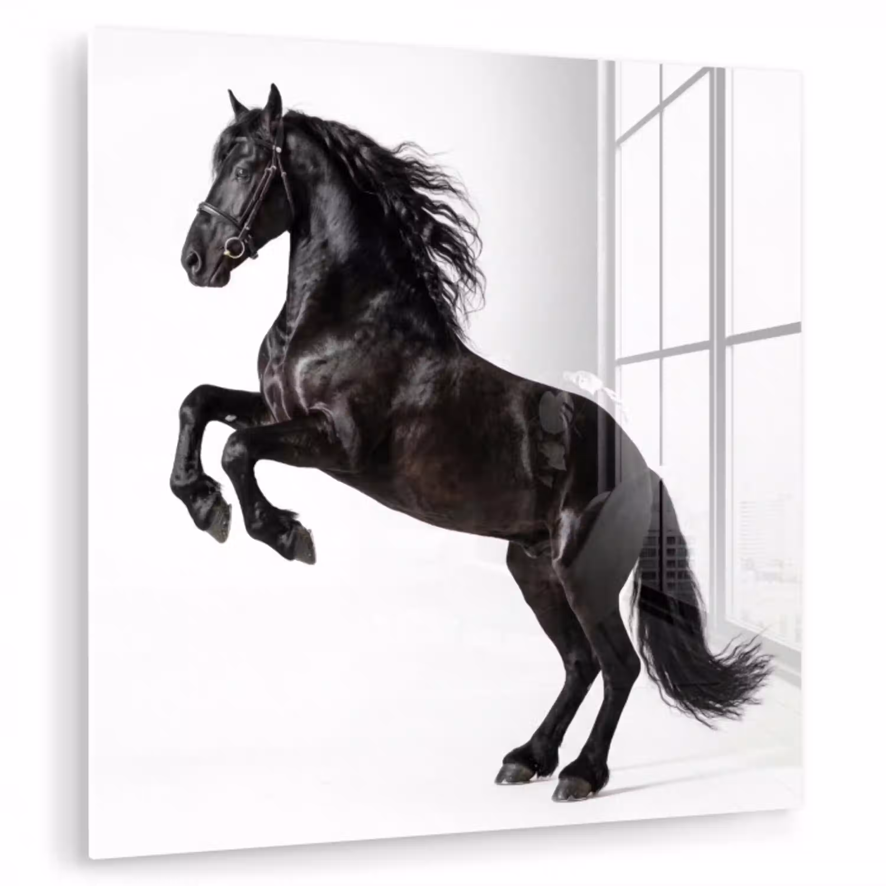 Zwart - Paard - Portret plexiglas 5mm klein -zzzproduct_nieuw