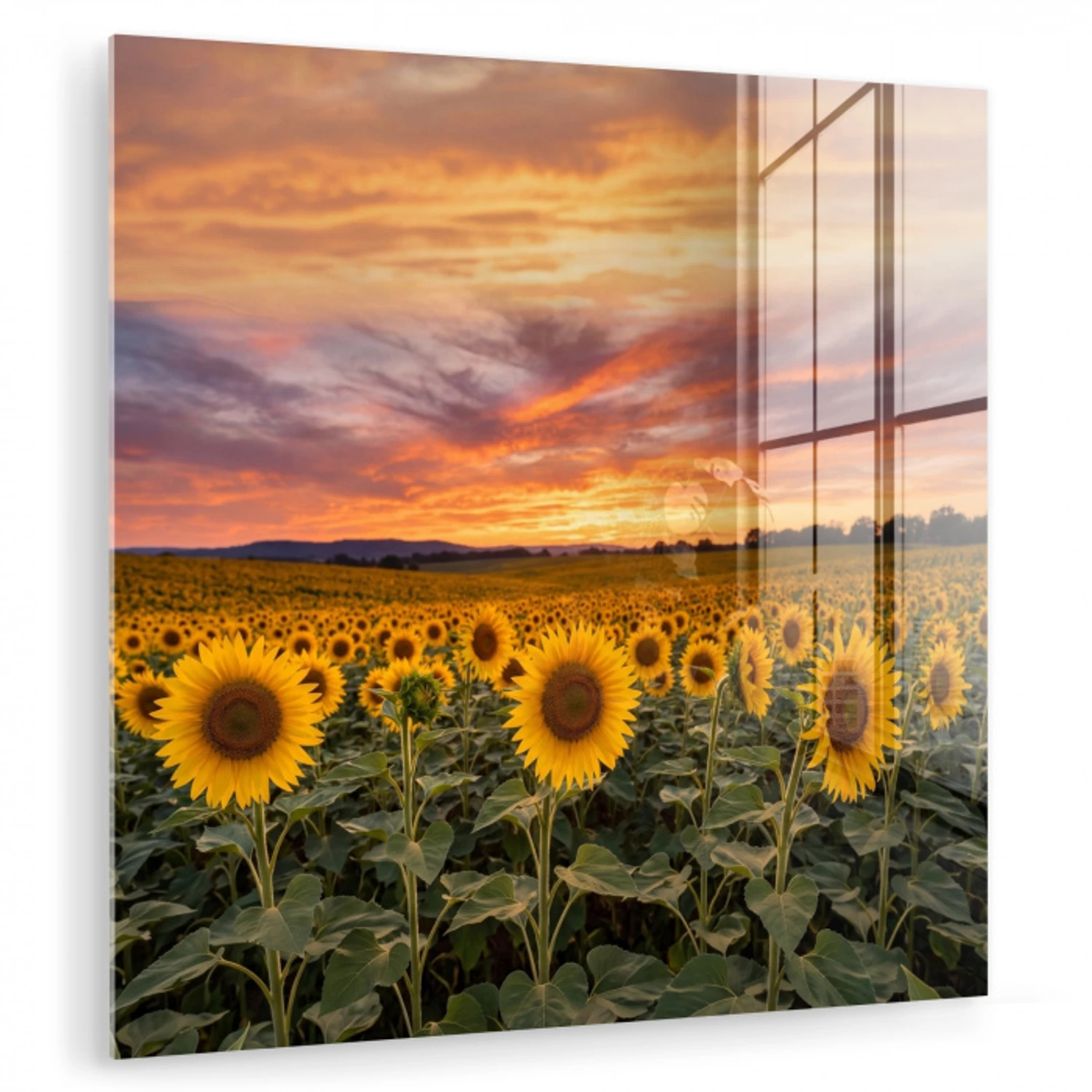 Zonnebloemen - Heuvellandschap - Geel plexiglas 5mm klein -zzzproduct_nieuw