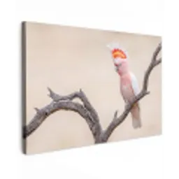 Papagaai - Tak - Roze canvas 2cm klein -z3d