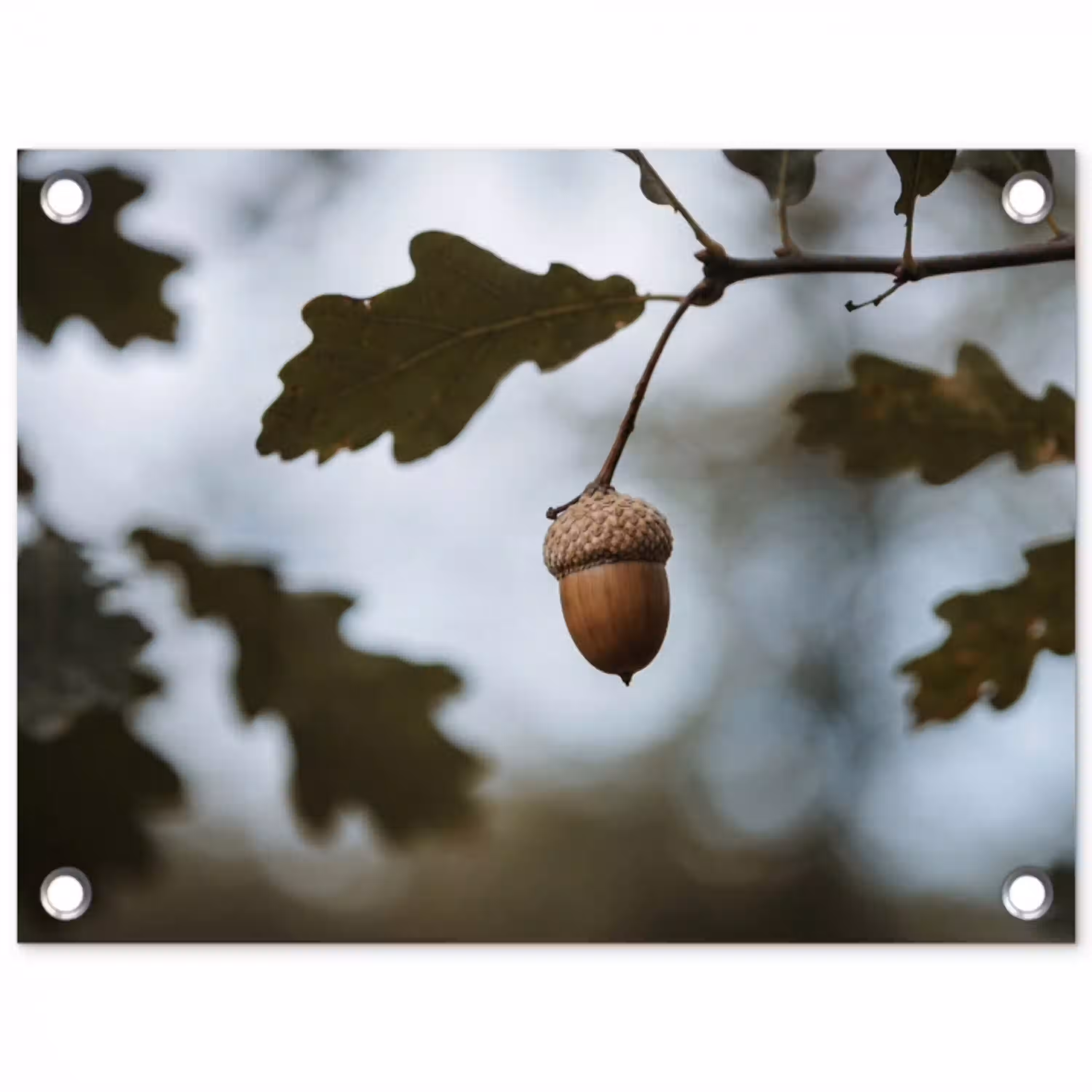 Eikel - Eikenblad - Bos - Herfst - Natuur tuinposter los doek klein -3d