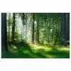 Natuur - Bomen - Bos - Groen - Zon - Gras - Planten poster papier klein -3d