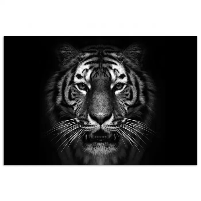 Tijger - Dieren - Zwart - Wit - Portret - Wild poster papier klein -3d