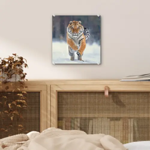 Tijger - Landschap - Sneeuw - Winter - Dieren plexiglas 5mm klein -sfeer4