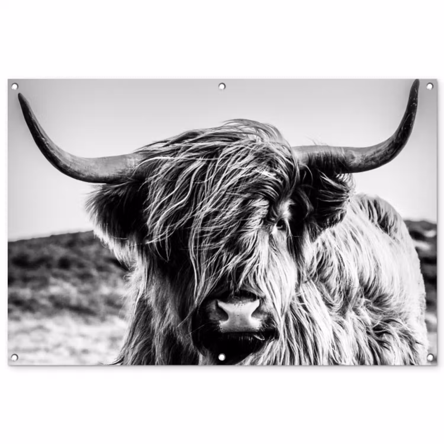 Tuinposter - Koe - Schotse hooglander - Zwart - Wit - Dier - Natuur - Wild