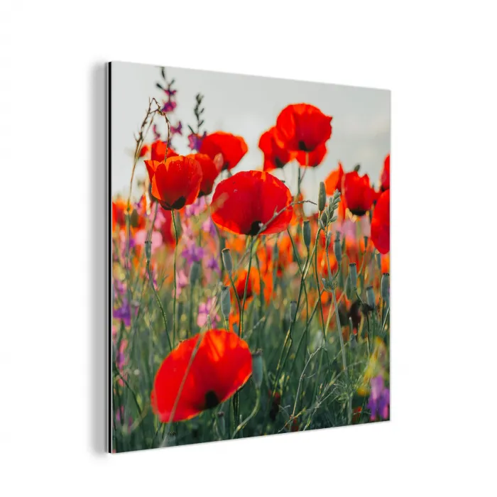 Klaproos - Bloemen - Rood - Paars - Weide aluminium wit klein -3d