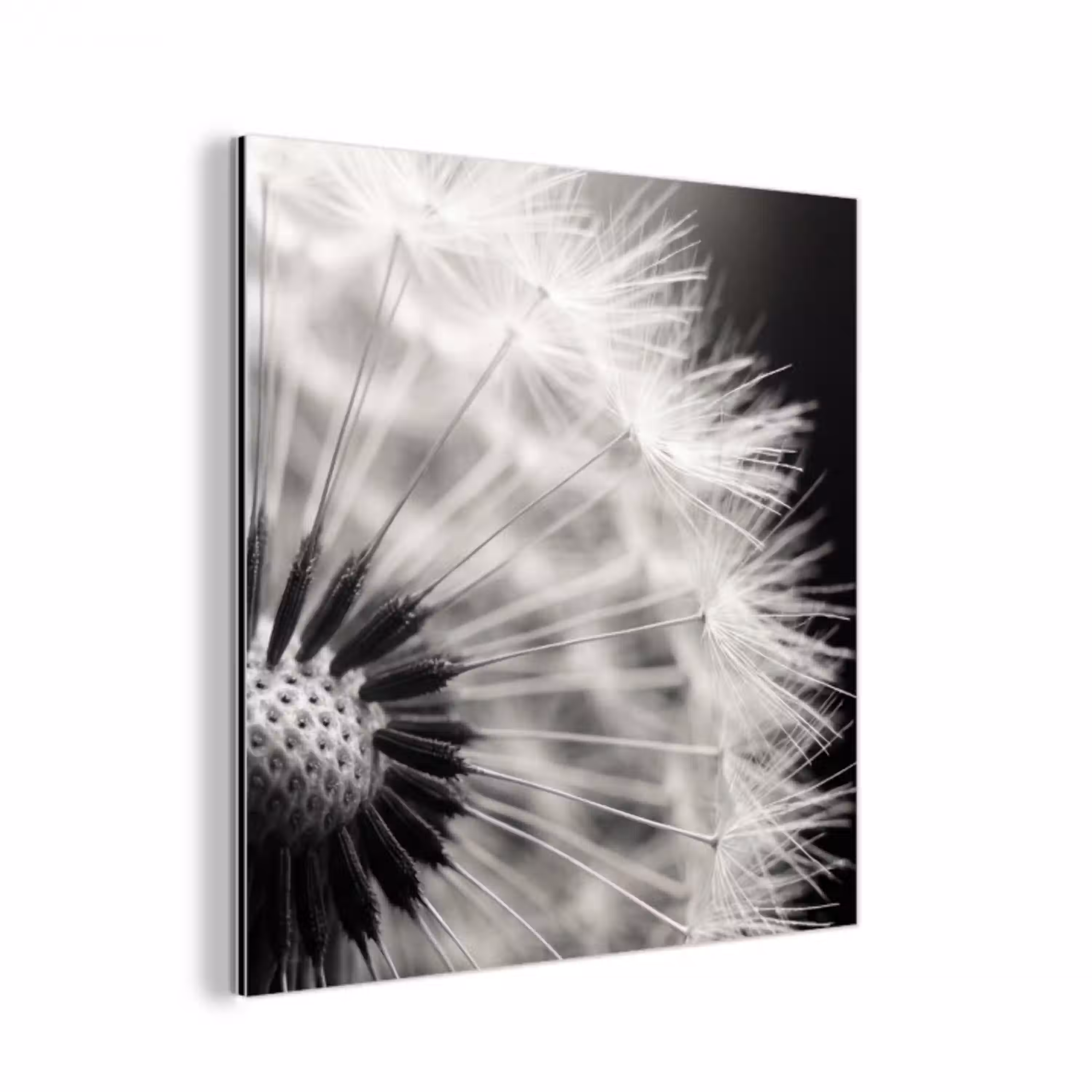 Paardenbloem - Zwart - Wit aluminium wit klein -3d