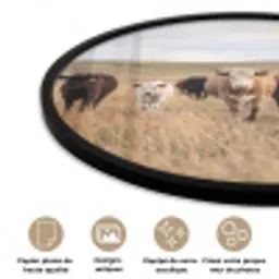 Runderen - Kudde - Landschap - Weide - Rustig Fotolijst rond zonder passe partout klein -closeup_FR