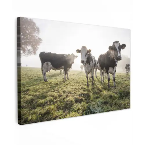 Koeien - Licht - Gras - Dieren canvas 2cm klein -z3d