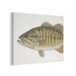 Vissen - Natuur - Vintage PET vilt klein -3d
