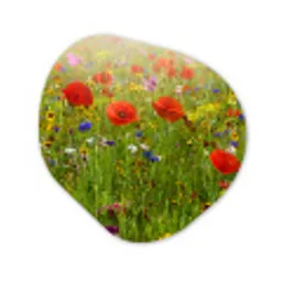 Lente - Bloemen - Rood - Klaproos - Gras - Groen Wandcirkel Organisch Forex 3mm klein -3d