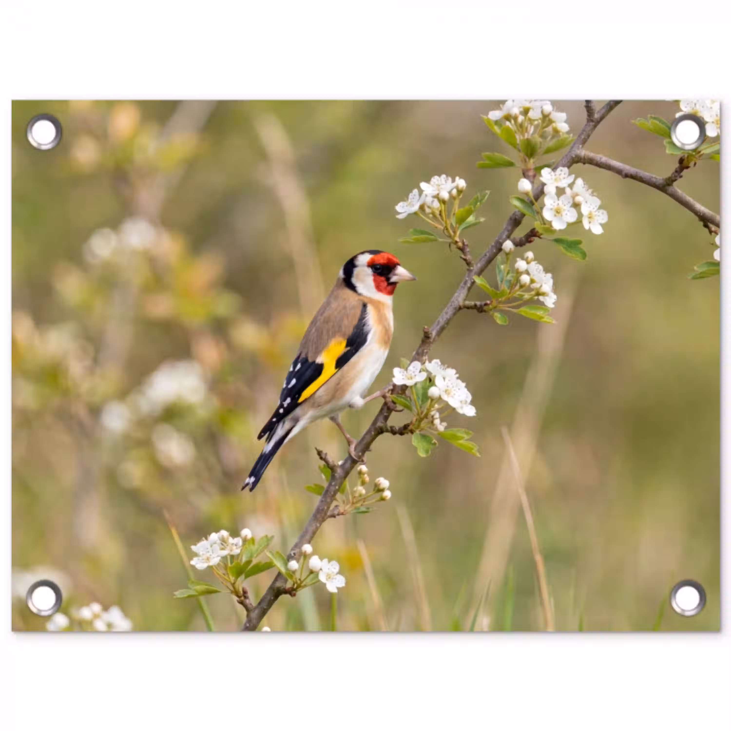 Putter - Bloesem - Lente - Natuur - Kleurrijk tuinposter los doek klein -3d