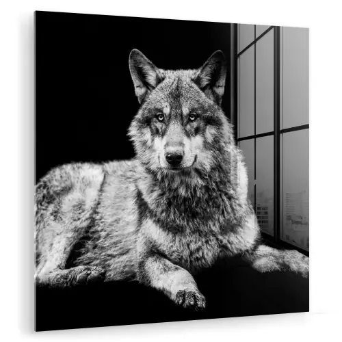 Wilde dieren - Wolf - Zwart - Wit plexiglas 5mm klein -zzzproduct_nieuw