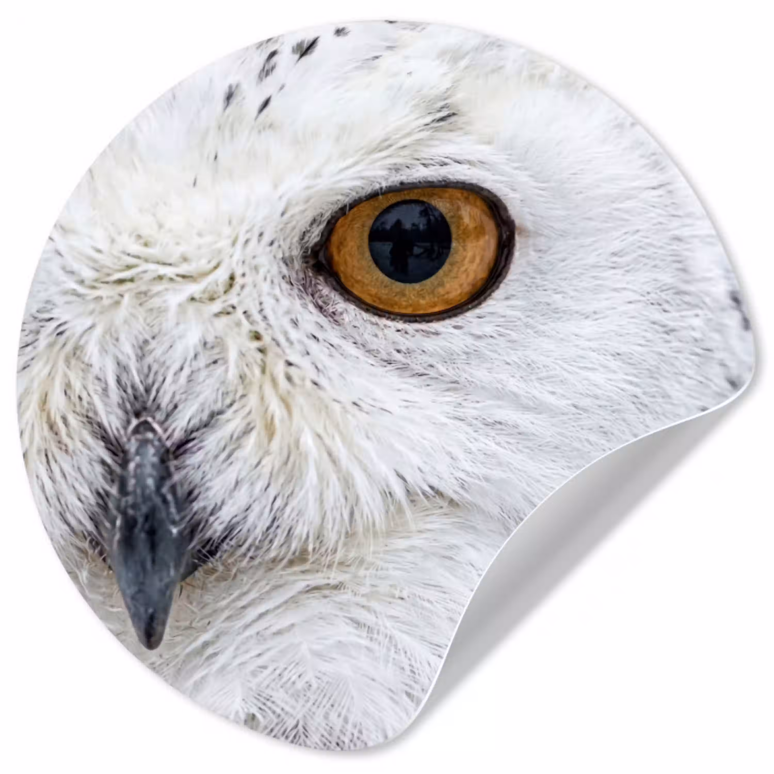 Sneeuwuil - Oog - Wildlife - Wit Wandcirkel behangsticker klein -3d