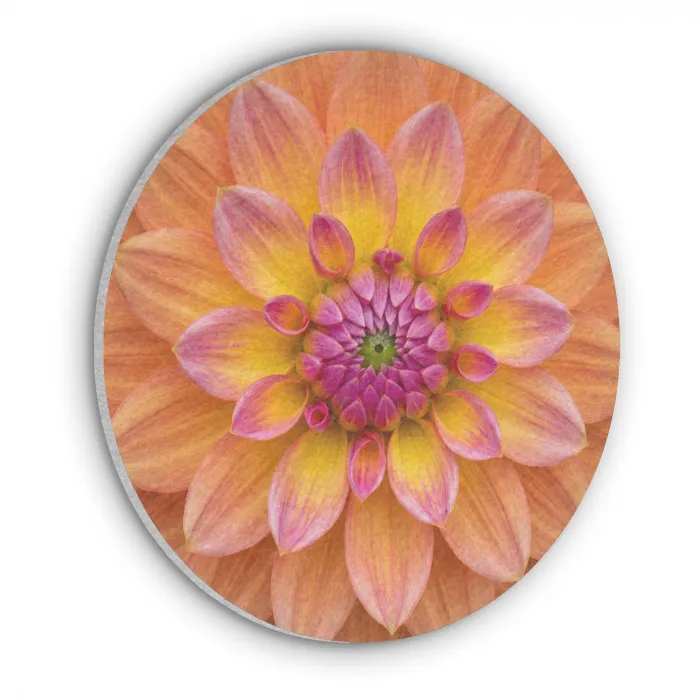 Dahlia - Bloem - Oranje Akoestische PET Vilt - Rond klein -3d