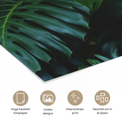Monstera - Bladeren - Tropisch - Jungle poster papier klein -closeup_NL