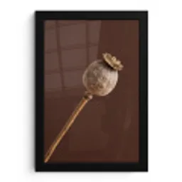 Papaverbol - Droogbloem - Bruin - Minimalistisch fotolijst zwart zonder passe partout klein -3d