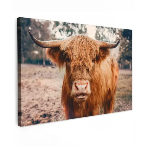 Koe- Schotse hooglander - Hoorns - Bruin - Landschap canvas 2cm klein -z3d