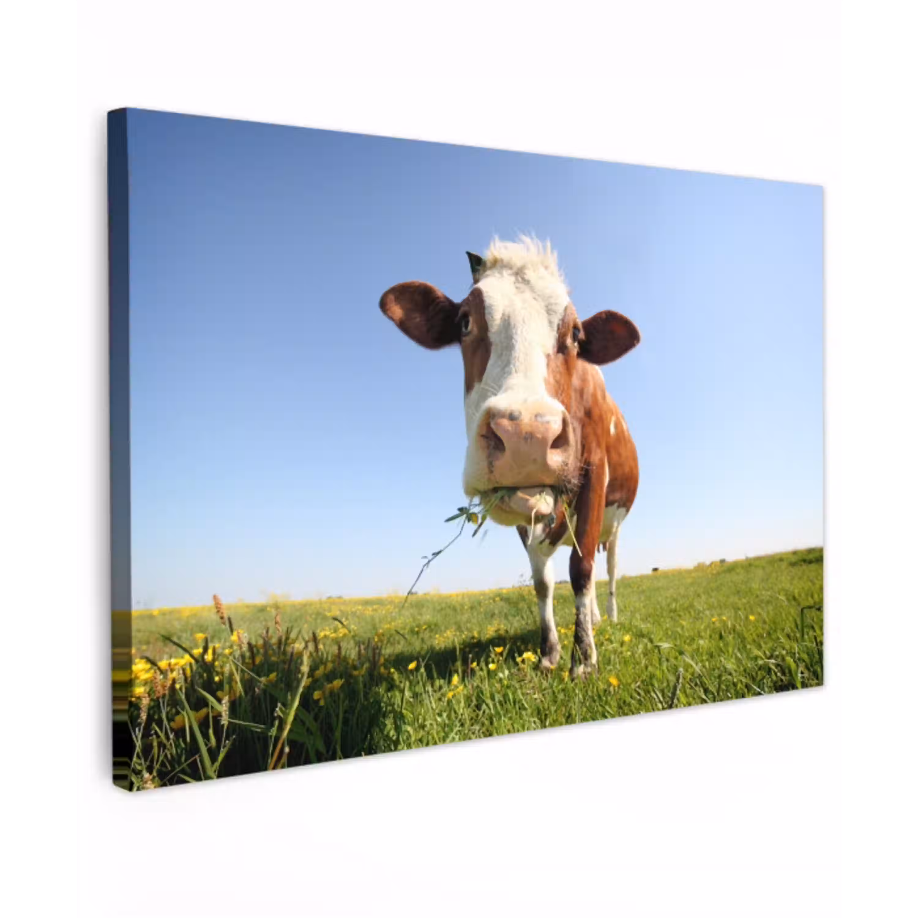 Koe in de Weide Tuinposter op houten frame 2 cm dik klein -3d