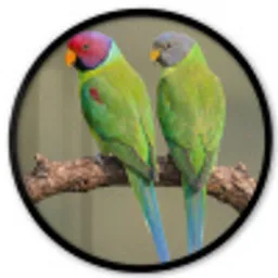 Papagaai - Tak - Natuur - Kleurrijk Fotolijst rond zonder passe partout klein -3d