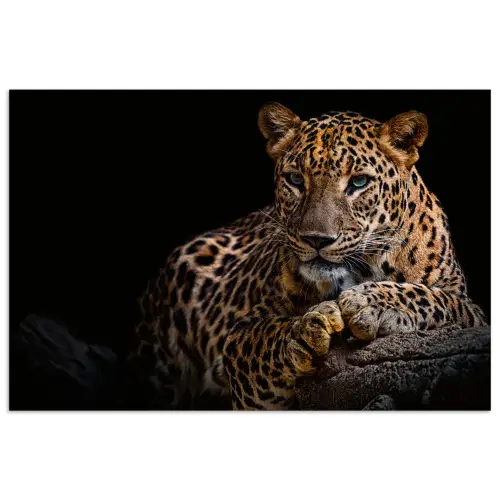 Wilde dieren - Panter - Portret - Zwart - Dieren poster papier klein -3d