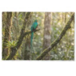 Quetzal - Jungle - Natuur - Groen Deurmat klein -zkaufland3d